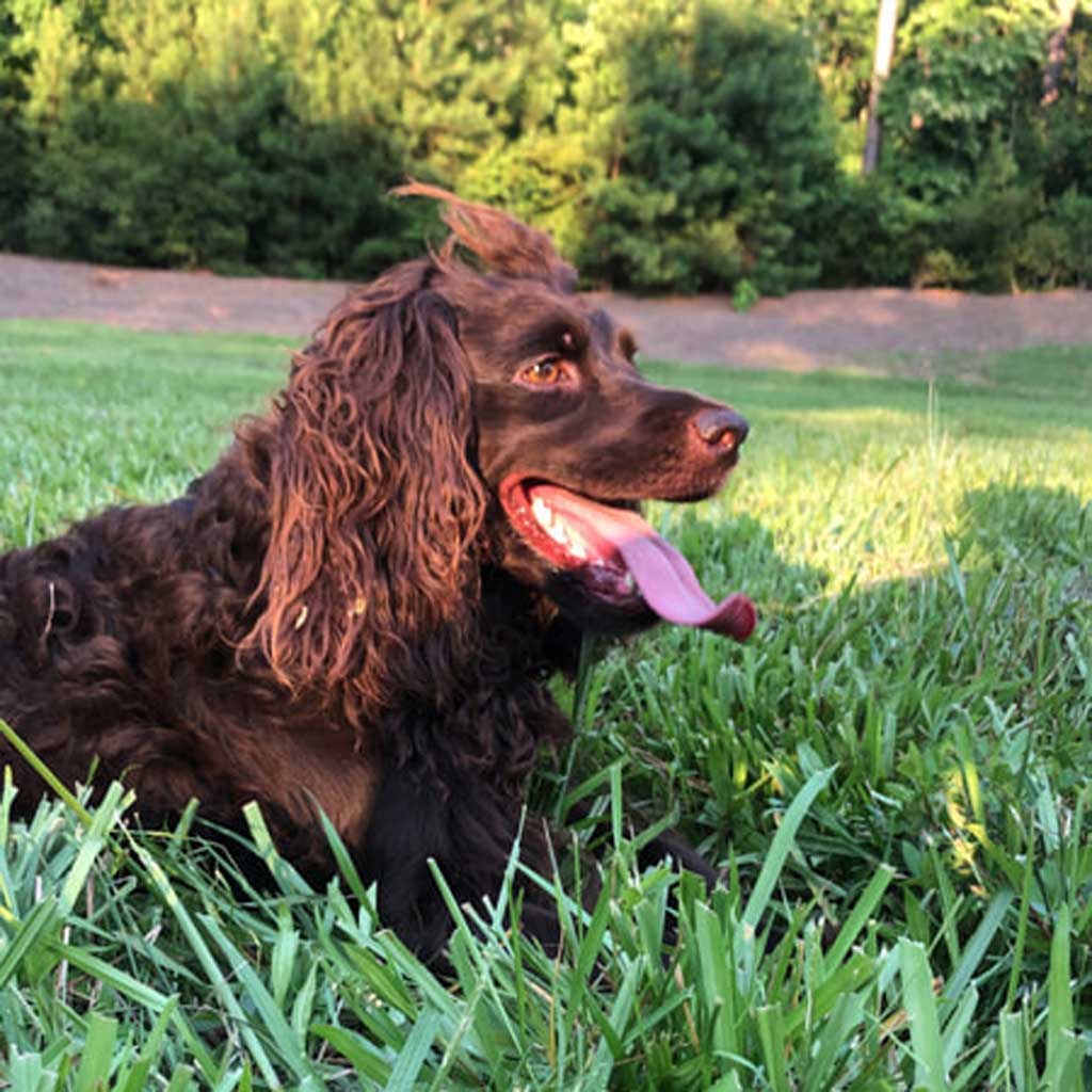 Boykin 2024 spaniel hat